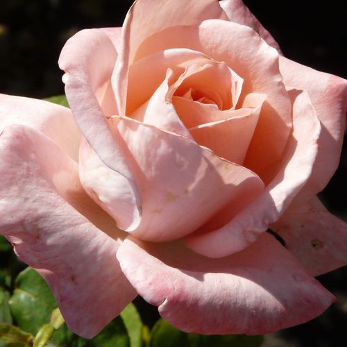 Rosen Gärtnerei - teehybriden-edelrosen - rosa - Rosa Schöne Berlinerin® - mittel-stark duftend - Mathias Tantau, Jr. - Ihre sanft lachsfarbenen Blüten sind wie aus Zucker. Sie blühen in der regel einzeln über den glänzenden, mittelgrünen Blättern. Auch w